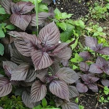Wild Basil Beefsteak Perilla Herb seeds – Heirloom, Non-GMO Top Choice Seeds for Garden Planting