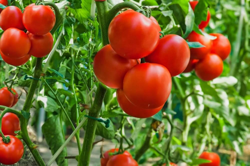 Cherry Heirloom Tomato Seeds for Planting – Heirloom & Non-GMO Vegetable Seeds for Sweet Container Harvests