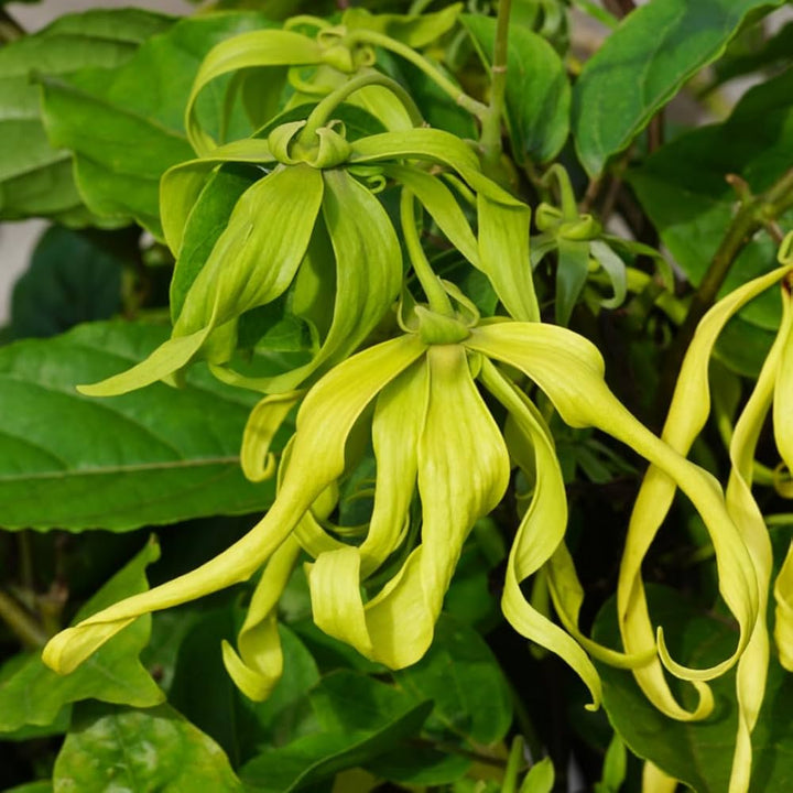 Cananga Odorata Flower Seeds for Planting – Heirloom Non-GMO, High Germination Organic Garden Seeds