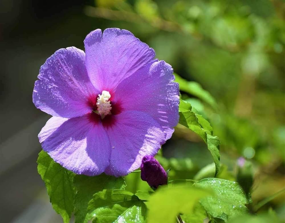 Purple Hibiscus Flower Seeds for Planting – Heirloom, Non-GMO, Sun-Loving High Germination Seeds