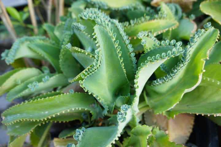 Flower Seeds, Seeds,Seeds For Planting,Plant Seeds