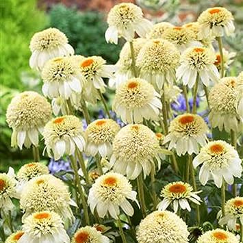 Herb Seeds,Garden seeds, Seeds For Planting,Plant Seeds