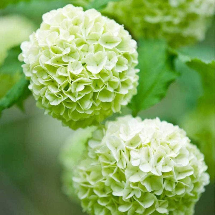 Flower Seeds, Seeds,Seeds For Planting,Plant Seeds