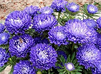 Flower Seeds, Seeds,Seeds For Planting,Plant Seeds