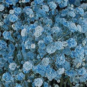 Flower Seeds, Seeds,Seeds For Planting,Plant Seeds