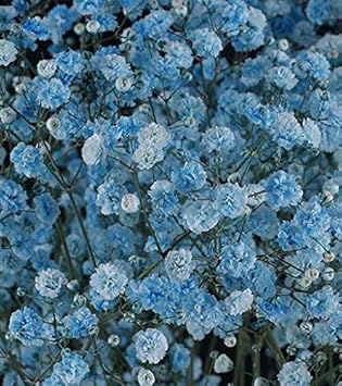 Flower Seeds, Seeds,Seeds For Planting,Plant Seeds