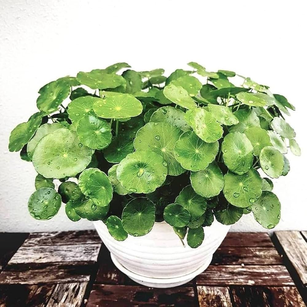 Pilea Seeds for Planting – Pollinator Friendly, Heirloom, Non-GMO, High Germination Organic Garden Seeds