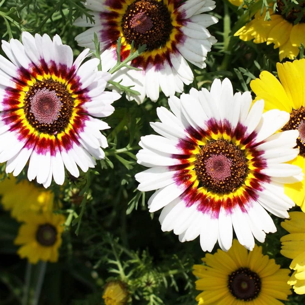 Flower Seeds, Seeds,Seeds For Planting,Plant Seeds