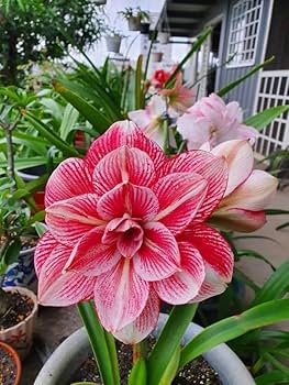 Light Red White Amaryllis Flower Seeds for Planting – Heirloom, Non-GMO, High Germination Organic Garden Seeds