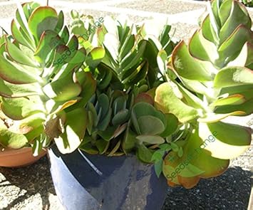 Flower Seeds, Seeds,Seeds For Planting,Plant Seeds