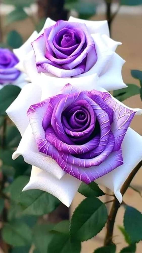 White Purple Away Rose Flower Seeds for Planting – Heirloom, Non-GMO, Compact Growth, High Germination