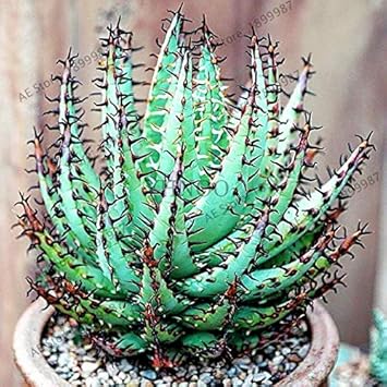 Fruit Seeds,Garden seeds, Seeds For Planting,Plant Seeds