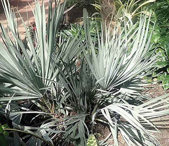 Green Nannorrhops Ritchiana Flower Seeds for Planting – Heirloom, Non-GMO, Shade Tolerant Home Garden Seeds