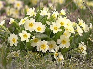 Flower Seeds, Seeds,Seeds For Planting,Plant Seeds