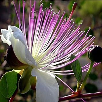 Flower Seeds, Seeds,Seeds For Planting,Plant Seeds