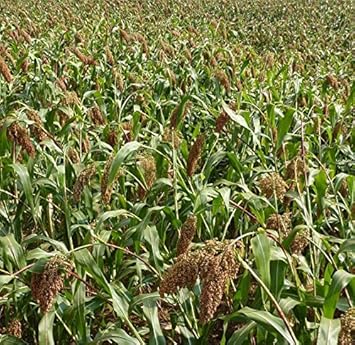 Vegetable Seeds,Garden seeds, Seeds For Planting,Plant Seeds