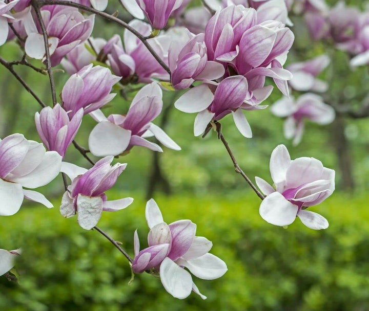 Flower Seeds, Seeds,Seeds For Planting,Plant Seeds