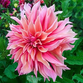 Flower Seeds, Seeds,Seeds For Planting,Plant Seeds