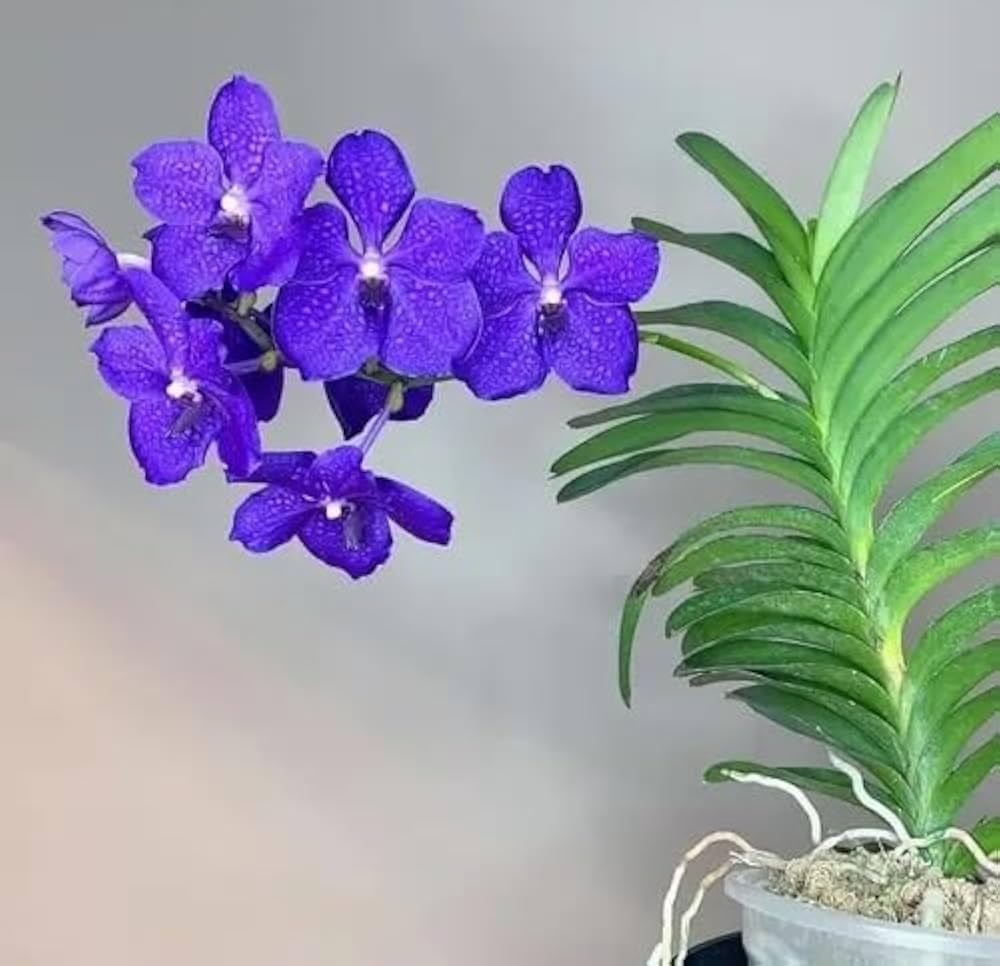 Phalaenopsis Orchid Flower Seeds for Planting – Heirloom, Non-GMO, Organic Cut Flower Favorite Seeds