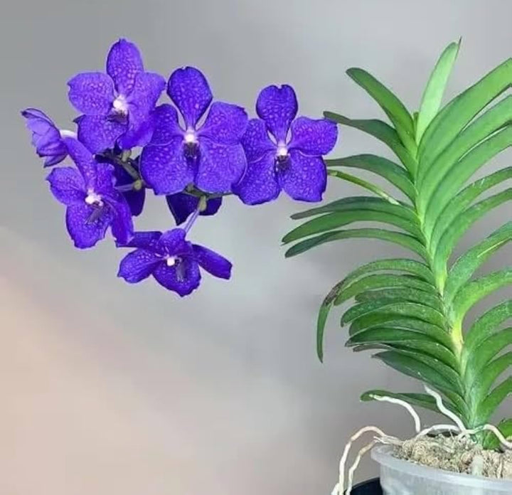 Phalaenopsis Orchid Flower Seeds for Planting – Heirloom, Non-GMO, Organic Cut Flower Favorite Seeds