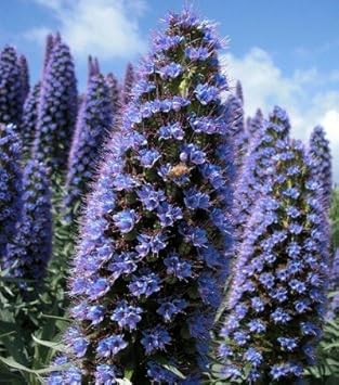 Flower Seeds, Seeds,Seeds For Planting,Plant Seeds