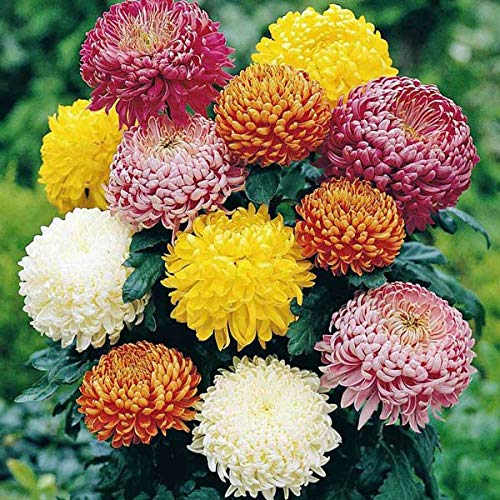 Chrysanthemum Flower Seeds for Planting – Heirloom, Non-GMO, High Germination Garden Seeds