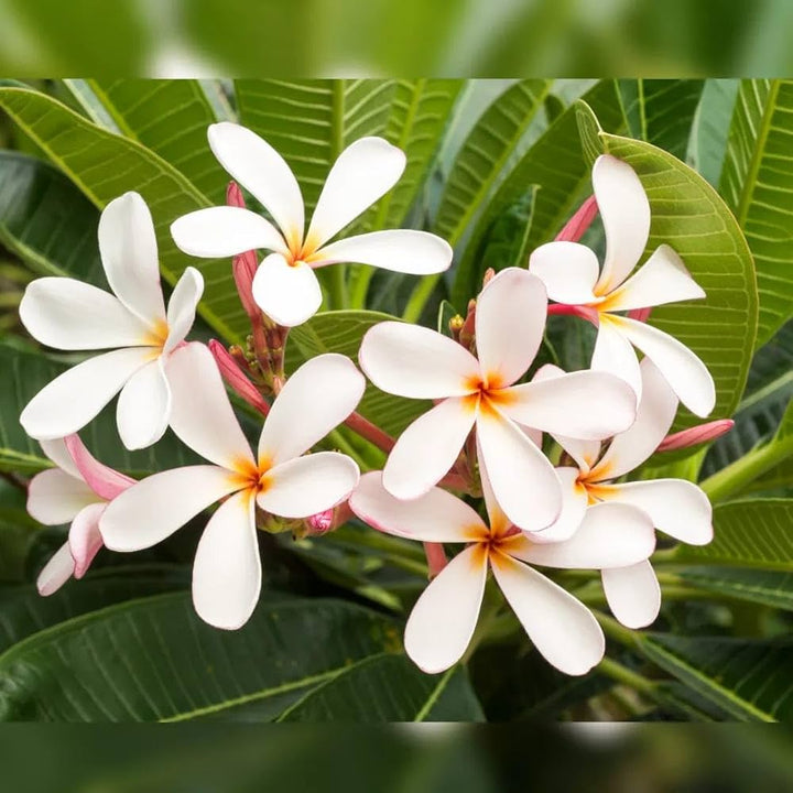 Champa Flower Seeds for Planting – Fragrant Blossoms, Heirloom, Non-GMO, High Germination Seeds