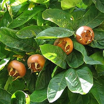 Fruit Seeds,Garden seeds, Seeds For Planting,Plant Seeds