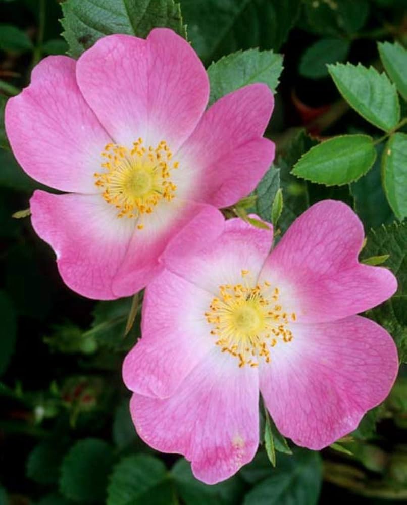 Rosehip Flower Seeds for Planting – Wildflower Mix, Heirloom, GMO Free Organic Garden Seeds