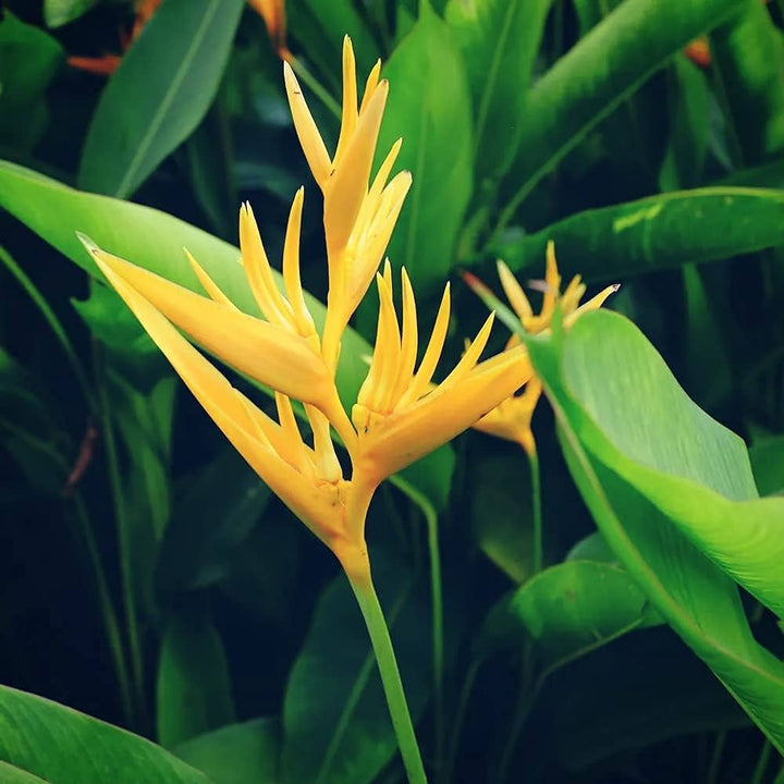 Yellow Strelitzia Reginae Flower Seeds for Planting – Premium Heirloom, Non-GMO Seeds for Home Garden