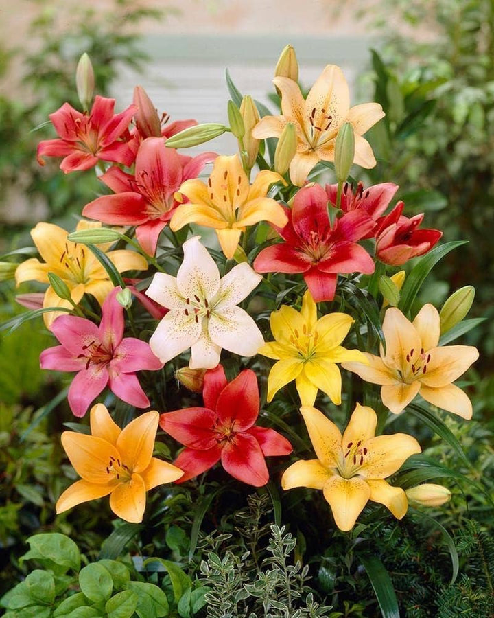 Mixed Color Lilium Flower Seeds for Planting - Drought Tolerant, Heirloom, High Germination &amp; Non-GMO Organic Garden Seeds