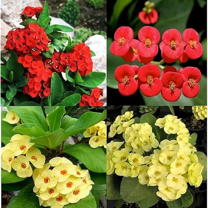 Mixed Crown of Thorns Flower Seeds for Planting – Heirloom Non-GMO, High Germination Organic Garden Seeds