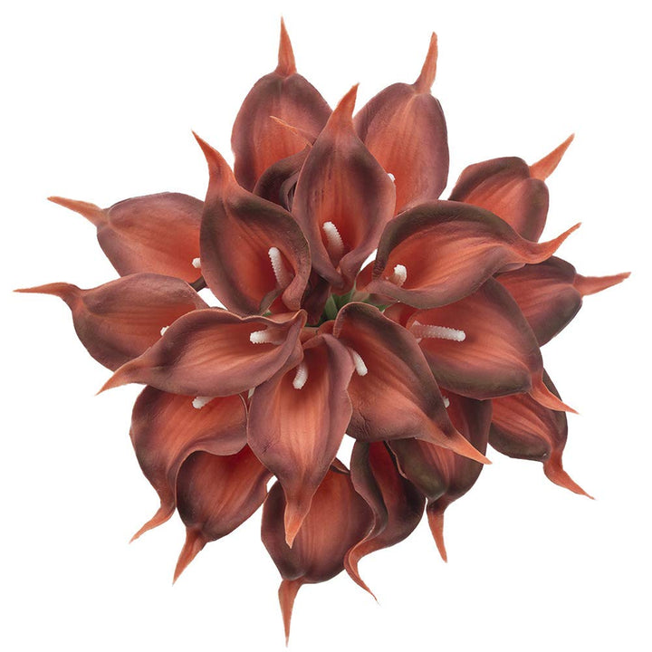 Brown Calla Flower Seeds for Planting – Heirloom Non-GMO High Germination Organic Garden Seeds