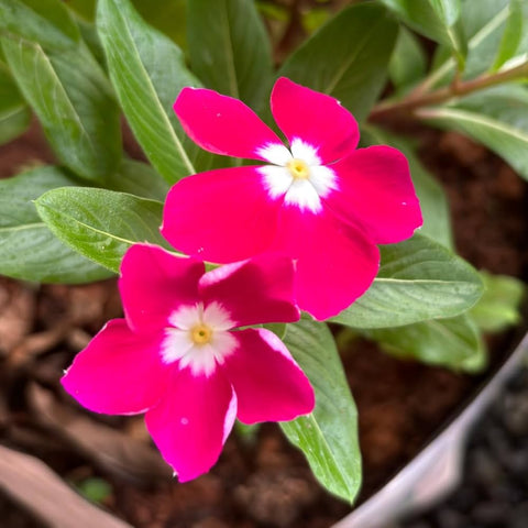 Flower Seeds, Seeds,Seeds For Planting,Plant Seeds