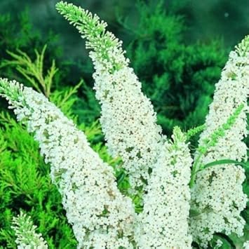 Flower Seeds, Seeds,Seeds For Planting,Plant Seeds