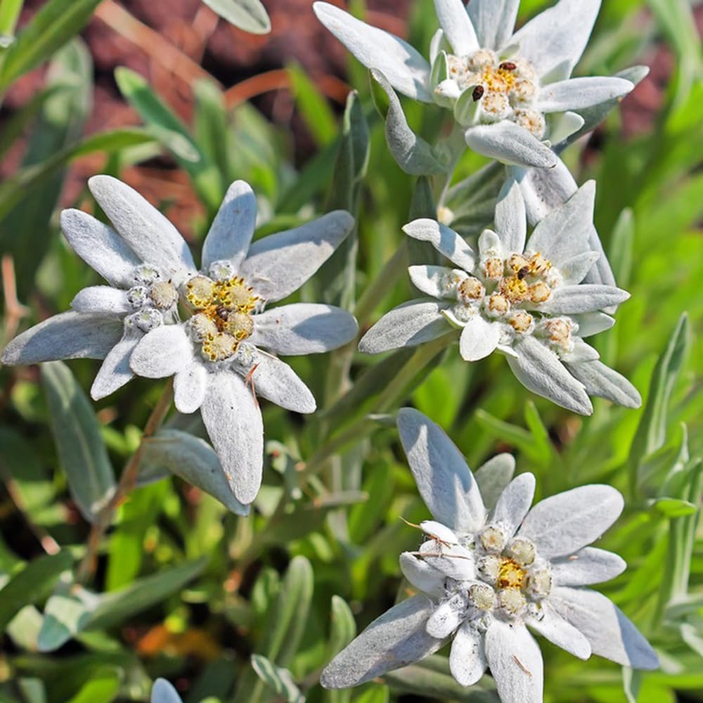 Flower Seeds, Seeds,Seeds For Planting,Plant Seeds