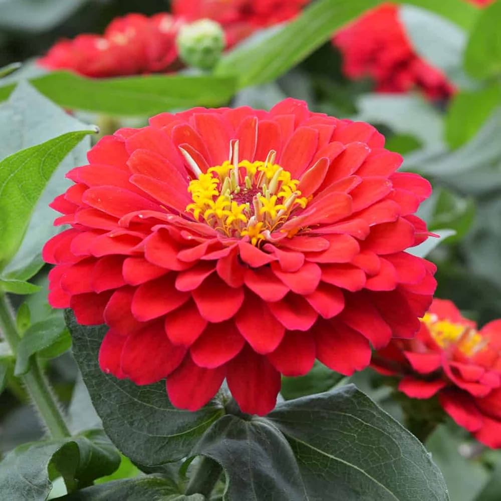 Light Red Zinnia Flower Seeds for Planting – Seasonal Bloomer, Heirloom, Non-GMO, Home Garden