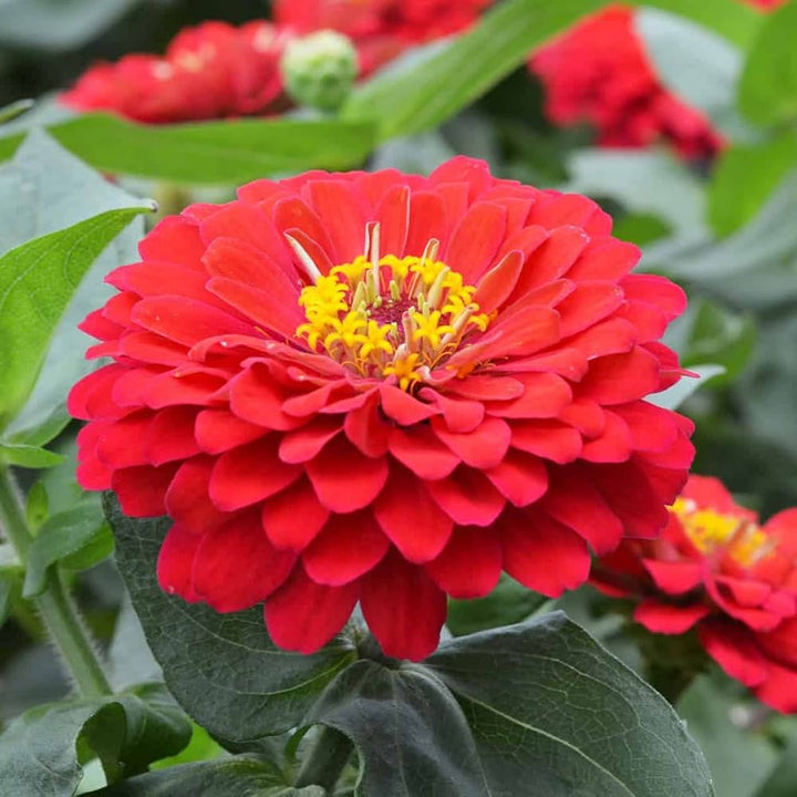 Light Red Zinnia Flower Seeds for Planting – Seasonal Bloomer, Heirloom, Non-GMO, Home Garden