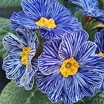 Flower Seeds, Seeds,Seeds For Planting,Plant Seeds