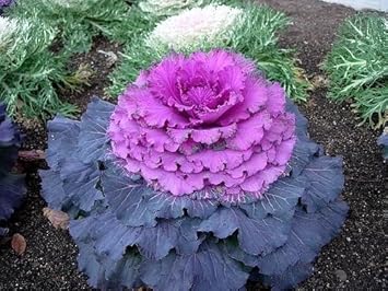 Purple Kale Flower Seeds for Planting – Easy-Grow Heirloom, Non-GMO, High Germination Garden Seeds