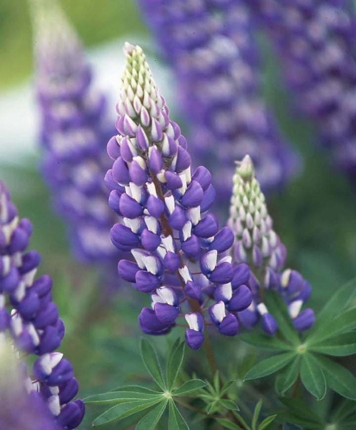 Lupine Purple Flower Seeds for Planting – Heirloom, Non-GMO, High Germination Organic Garden Seeds for Home Garden