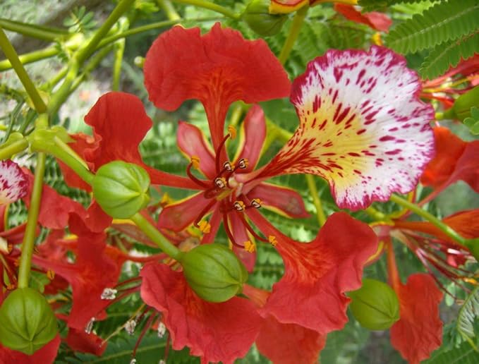 Red Jacaranda Flower Seeds for Planting – Heirloom, Non-GMO, High Germination Organic Garden Seeds
