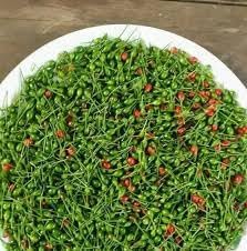 Vegetable Seeds,Garden seeds, Seeds For Planting,Plant Seeds