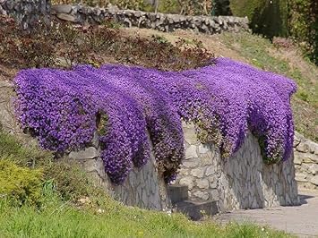 Flower Seeds, Seeds,Seeds For Planting,Plant Seeds