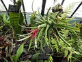 Green Tillandsia Streptophylla Flower Seeds for Planting – Heirloom, Non-GMO, High Germination Organic Garden Seeds