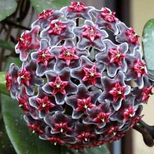 Flower Seeds, Seeds,Seeds For Planting,Plant Seeds