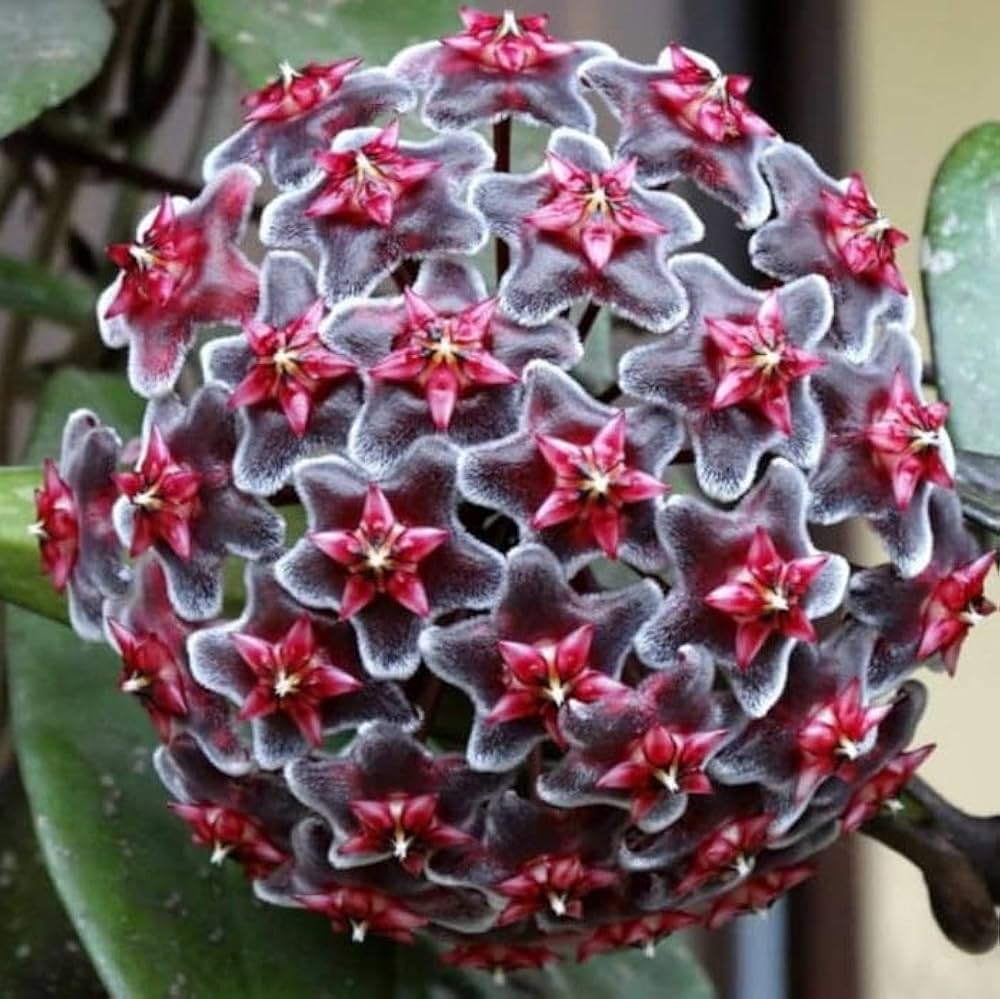Ash Hoya Flower Seeds for Planting - Heirloom, Non-GMO, High Germination Organic Garden Seeds