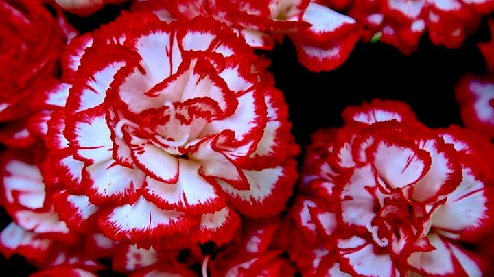 Red White Carnations Flower Seeds for Planting - Seasonal Bloomer, Heirloom, Non-GMO, High Germination Organic Garden Seeds