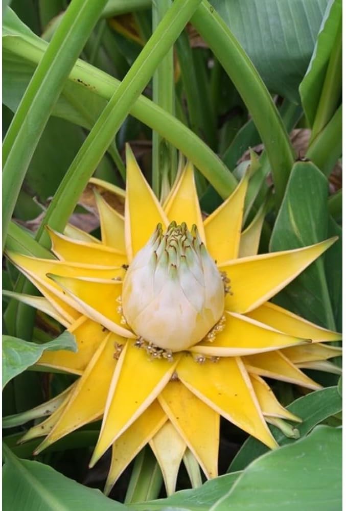 Flower Seeds, Seeds,Seeds For Planting,Plant Seeds