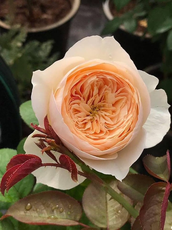 Climbing Rose Flower Seeds for Planting Cream 100 pcs - Premium Quality, Heirloom & GMO Free Seeds for Home Garden